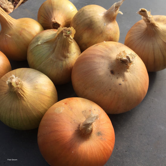 ONION; Bedfordshire Champion